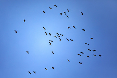 Symbolbild Zugvögel
