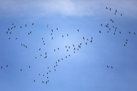 Symbolbild Zugvögel
