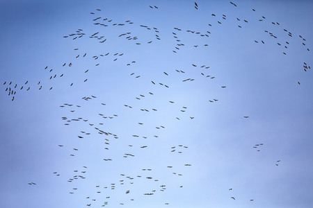 Symbolbild Zugvögel