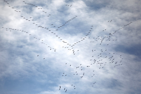 Symbolbild Zugvögel