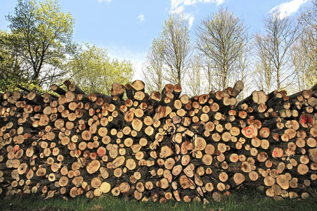 NATURE ART: Holzstoß / Woodpile Bodypainting
