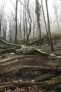 NATURE ART: Moos / Moss Bodypainting