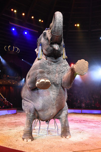 Premiere 1. Winterprogramm 2018 Circus Krone in München