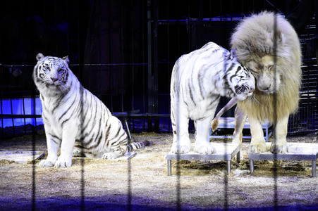 Premiere 1. Winterprogramm 2018 Circus Krone in München