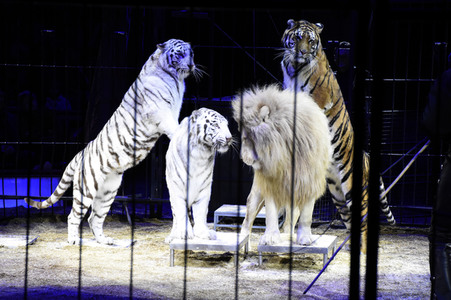 Premiere 1. Winterprogramm 2018 Circus Krone in München