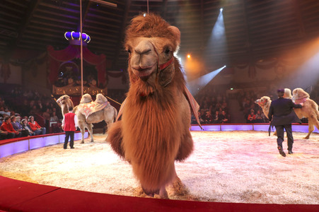 Premiere 3. Winterprogramm 2019 Circus Krone in München