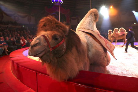 Premiere 3. Winterprogramm 2019 Circus Krone in München