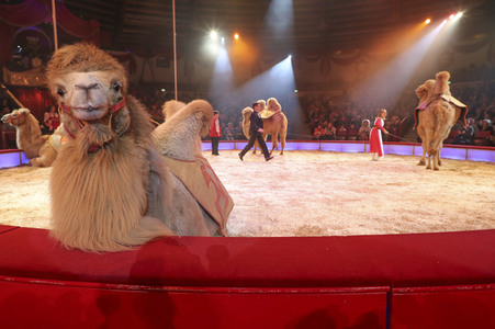 Premiere 3. Winterprogramm 2019 Circus Krone in München