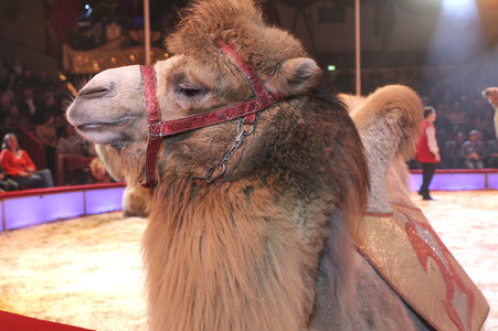 Premiere 3. Winterprogramm 2019 Circus Krone in München