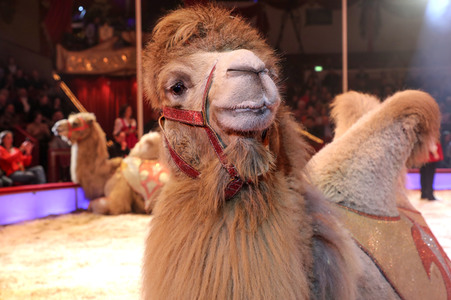 Premiere 3. Winterprogramm 2019 Circus Krone in München