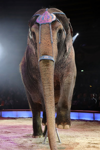 Premiere 3. Winterprogramm 2019 Circus Krone in München