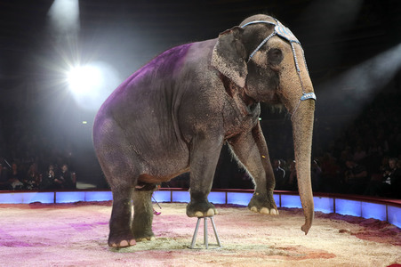 Premiere 3. Winterprogramm 2019 Circus Krone in München