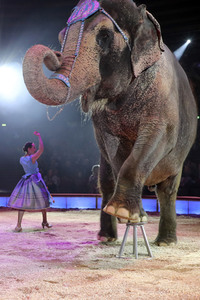 Premiere 3. Winterprogramm 2019 Circus Krone in München