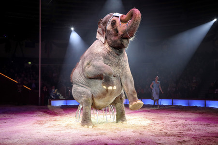 Premiere 3. Winterprogramm 2019 Circus Krone in München