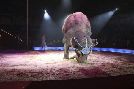 Premiere 3. Winterprogramm 2019 Circus Krone in München