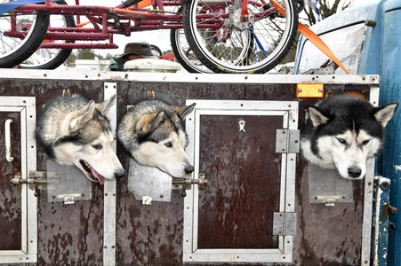 Baltic Lights Hunderennen 2019 auf Usedom