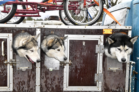 Baltic Lights Hunderennen 2019 auf Usedom