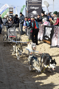 Baltic Lights Hunderennen 2019 auf Usedom