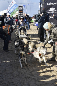 Baltic Lights Hunderennen 2019 auf Usedom