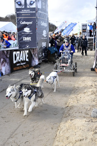 Baltic Lights Hunderennen 2019 auf Usedom