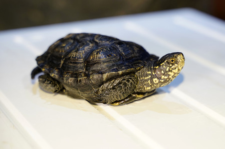 Frühjahrsputz im AquaDom & Sea Life Berlin