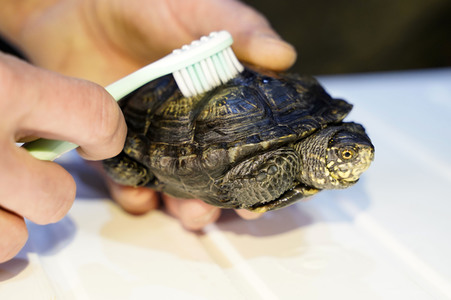 Frühjahrsputz im AquaDom & Sea Life Berlin
