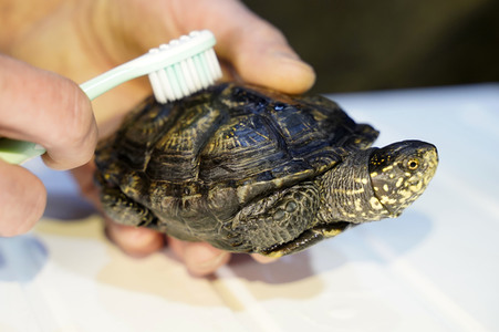 Frühjahrsputz im AquaDom & Sea Life Berlin