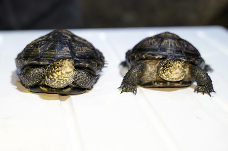 Frühjahrsputz im AquaDom & Sea Life Berlin