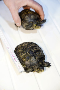 Frühjahrsputz im AquaDom & Sea Life Berlin