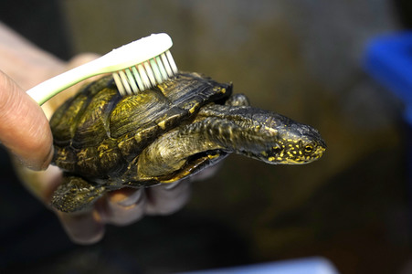 Frühjahrsputz im AquaDom & Sea Life Berlin