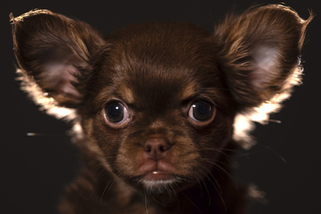 Symbolfoto Schoßhund