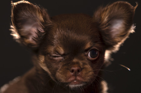 Symbolfoto Schoßhund