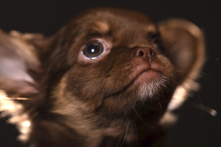 Symbolfoto Schoßhund