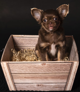 Symbolfoto Schoßhund