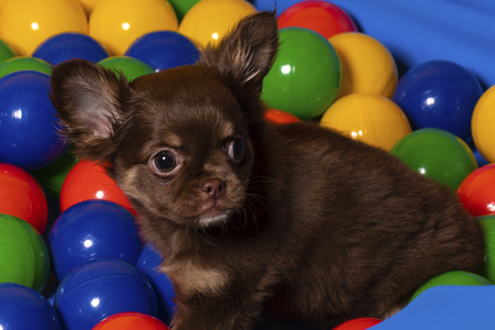 Symbolfoto Schoßhund