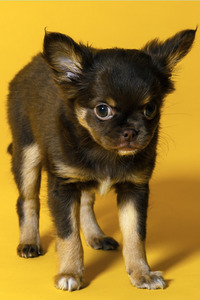 Symbolfoto Schoßhund