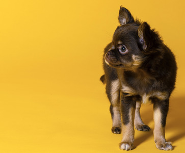 Symbolfoto Schoßhund