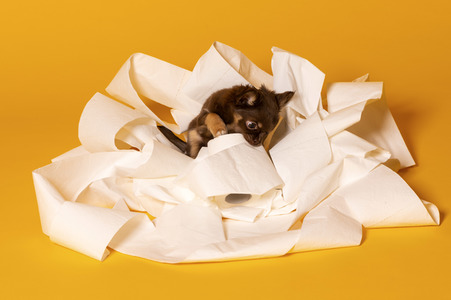 Symbolfoto Schoßhund