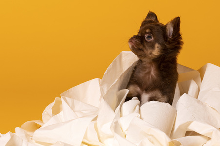 Symbolfoto Schoßhund
