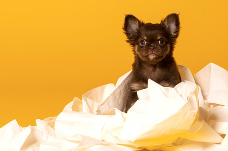 Symbolfoto Schoßhund