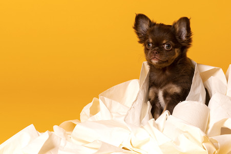 Symbolfoto Schoßhund