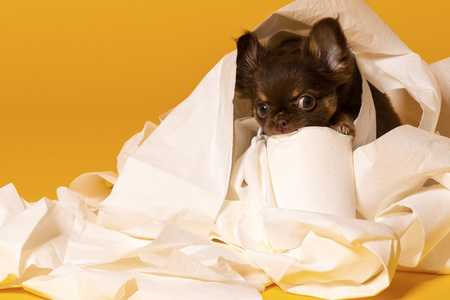 Symbolfoto Schoßhund