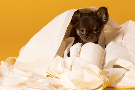 Symbolfoto Schoßhund