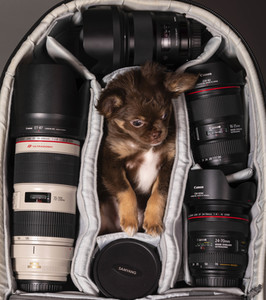 Symbolfoto Schoßhund