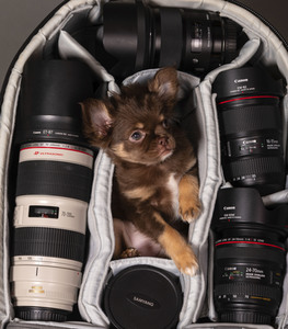 Symbolfoto Schoßhund