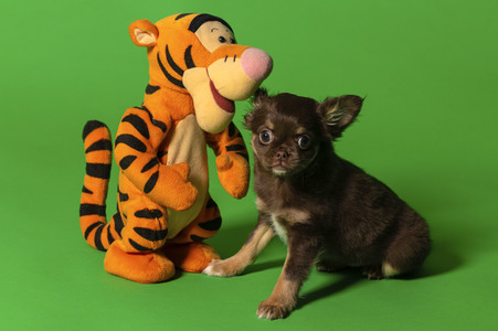 Symbolfoto Schoßhund