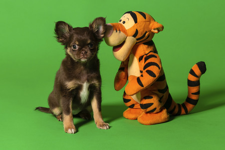 Symbolfoto Schoßhund