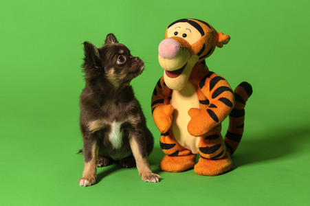 Symbolfoto Schoßhund