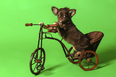 Symbolfoto Schoßhund