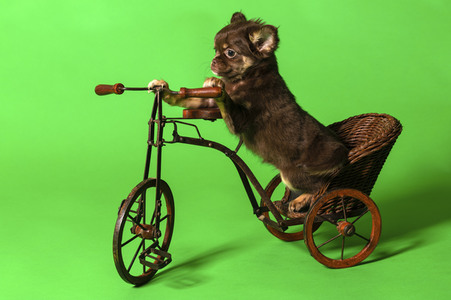 Symbolfoto Schoßhund